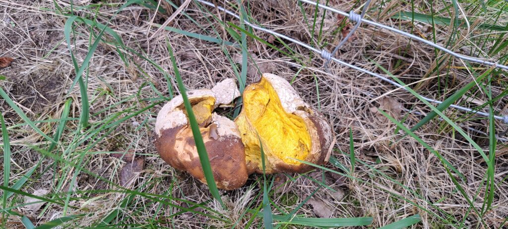 aufgebrocheneer Pilz am Boden