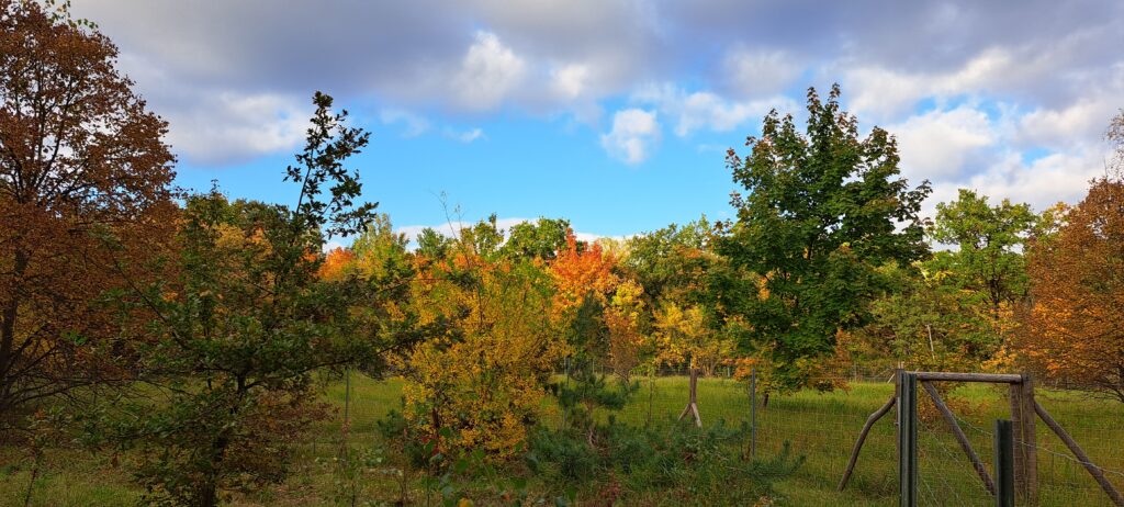 Bäume mit buntem Herbstlaub