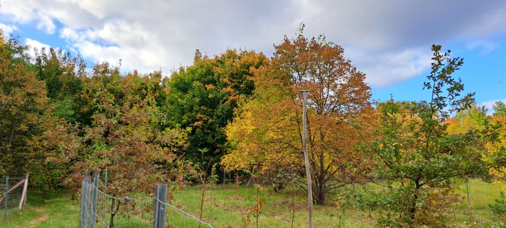 Bäume mit buntem Herbstlaub
