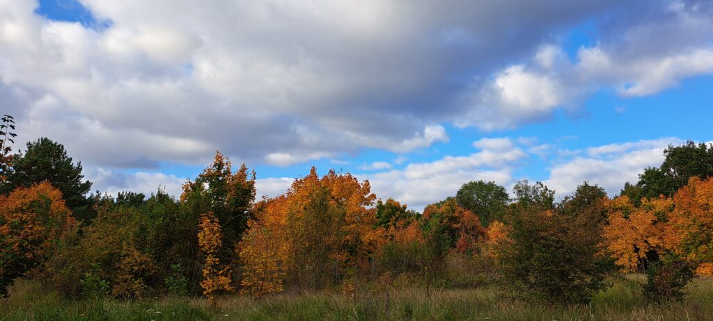 Bäume mit buntem Herbstlaub