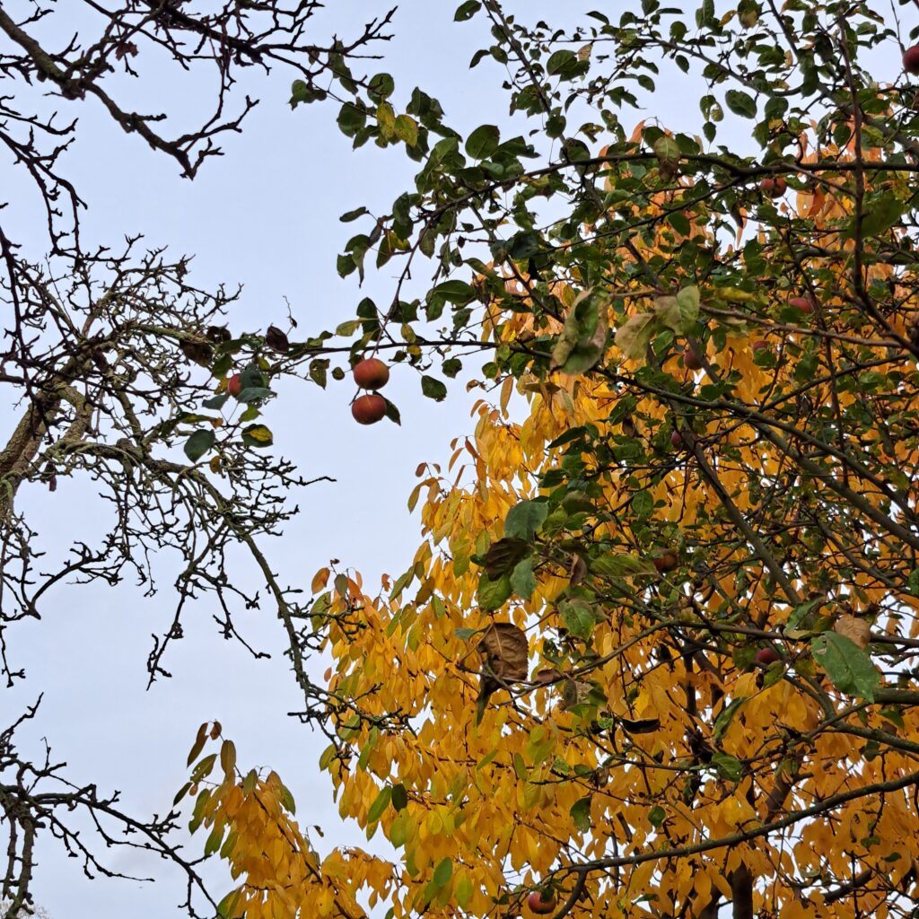 Von Unten nach Oben fotografierte Äste. Im Vordergrund Zweige mit grünen Blättern und roten Äpfeln, im Hintergrund Zweige mit gelbem Laub.