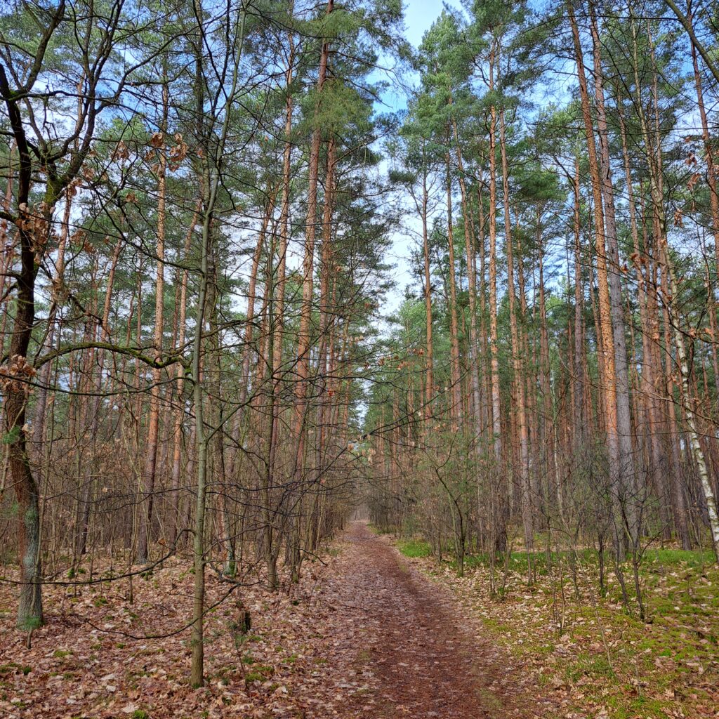 Waldweg, Fichten