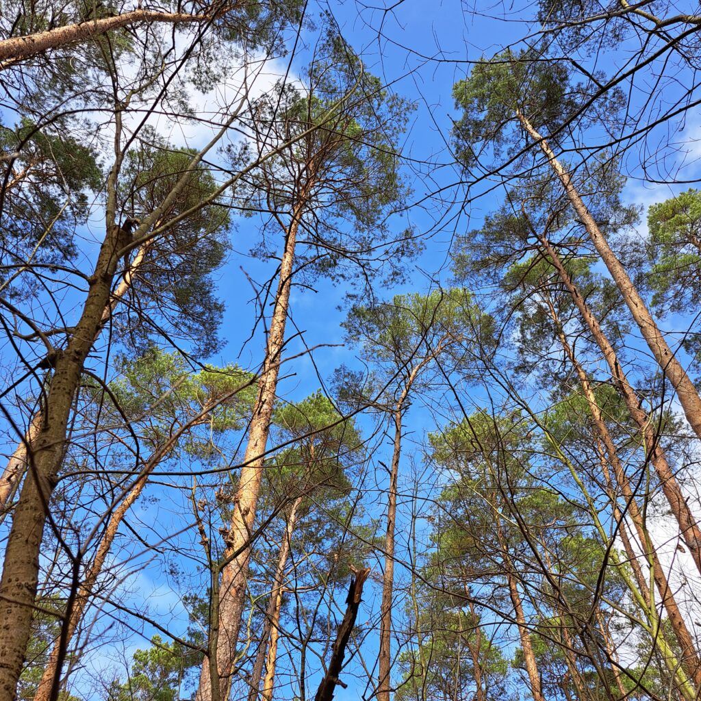 blauer Sonnenhimmel hinter Baumwipfeln