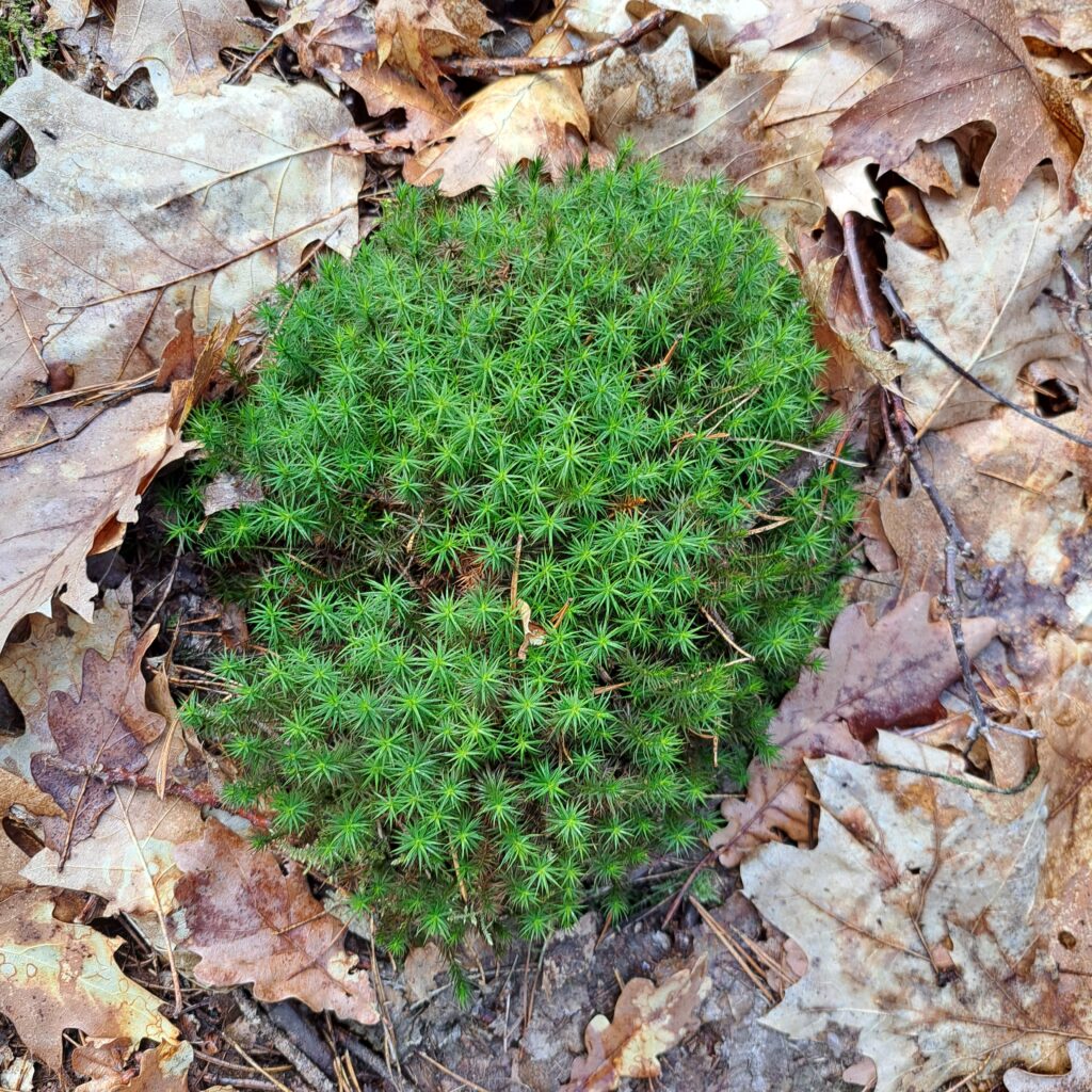 Etwas grünes im Wald