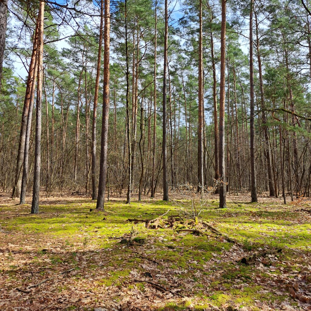 leuchtendes Moos im Sonnenlicht im Wald