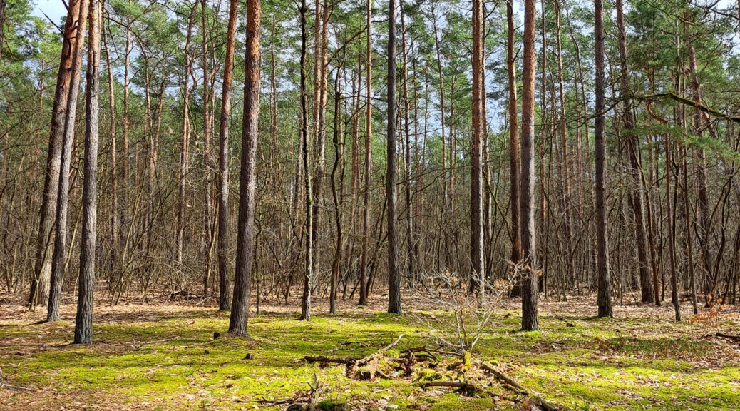 leuchtendes Moos im Sonnenlicht im Wald