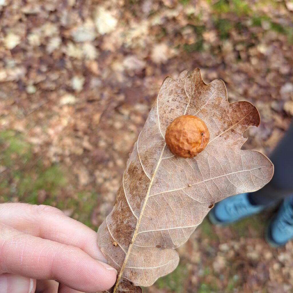 Eichgallwespenkugel