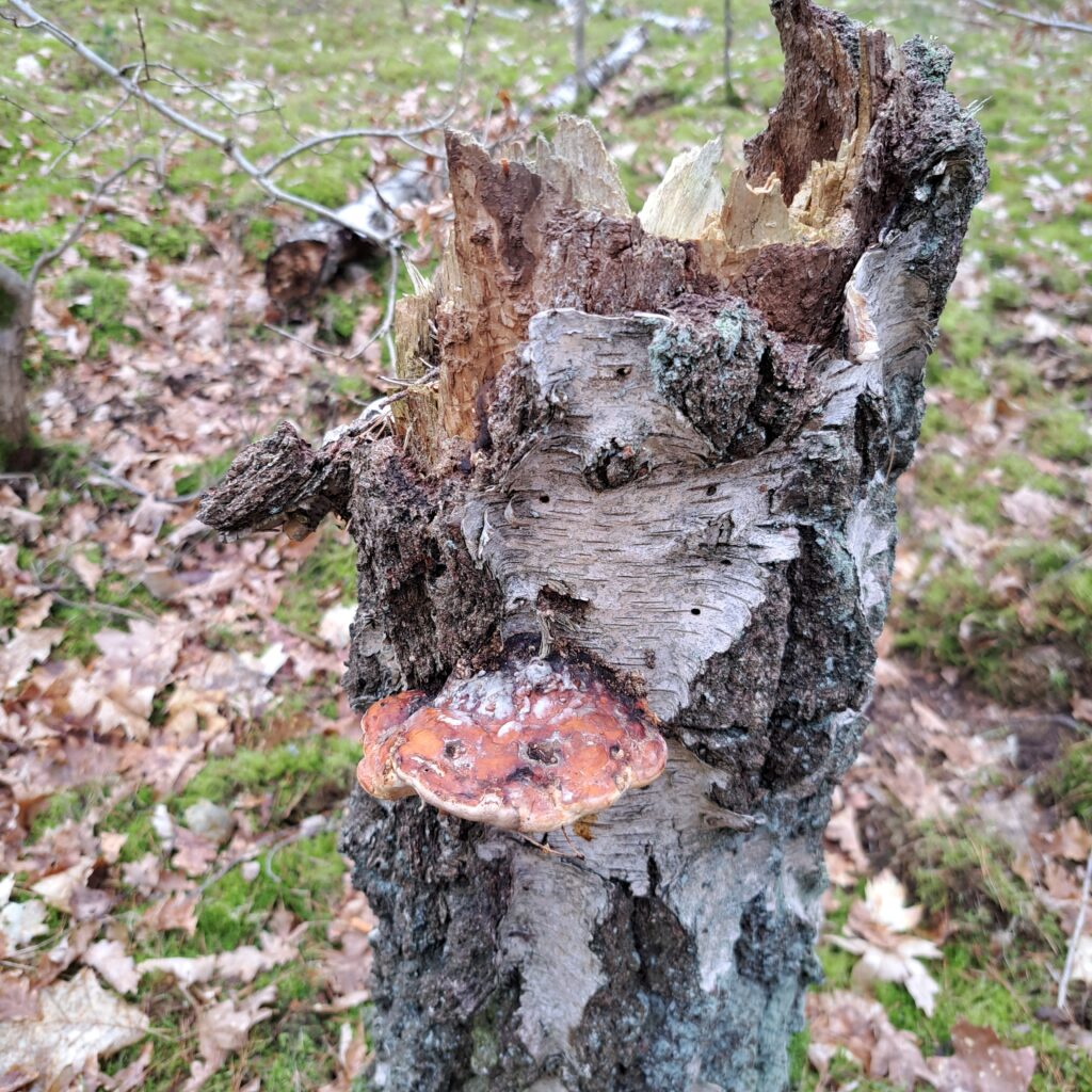 Abgebrochener Stamm, stehend mit Pilz