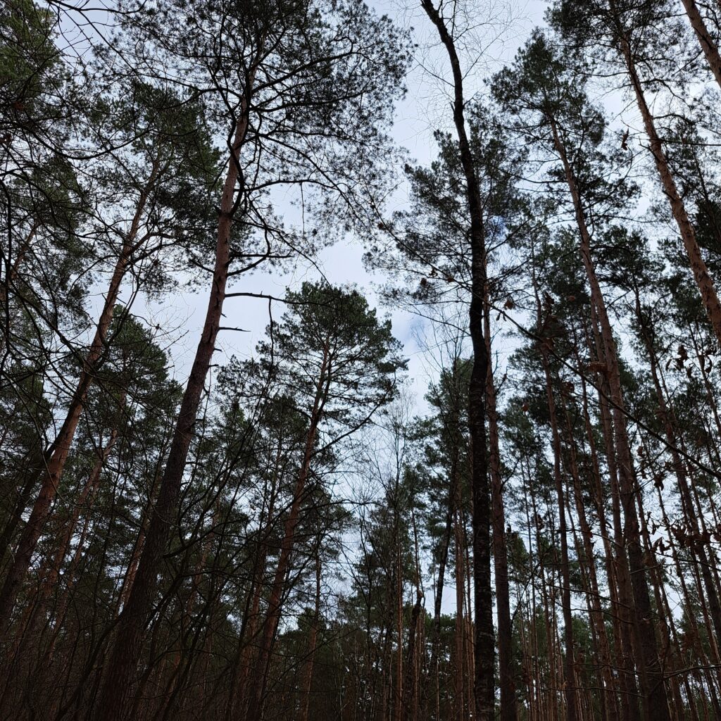 Düstere Wipfel im Wald