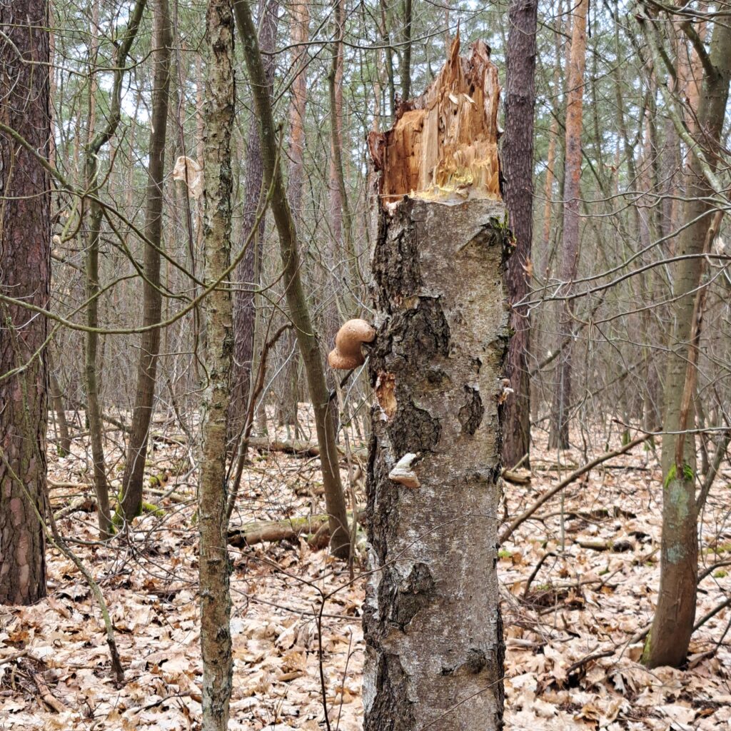 Abgebrochener Stamm, stehend mit Pilz