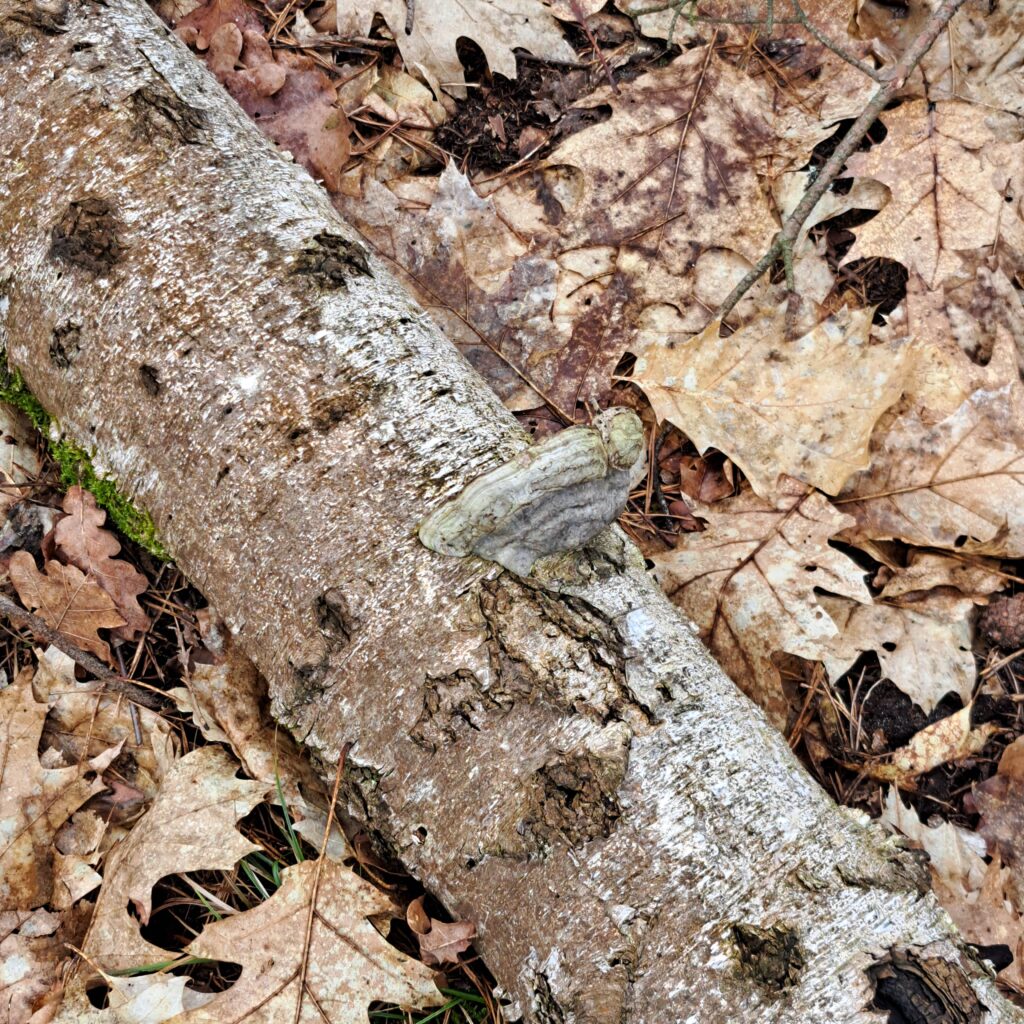 Abgebrochener Stamm, liegend, mit Pilz