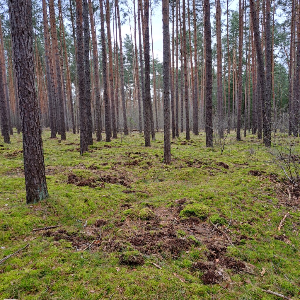 grünes Moss im Wald