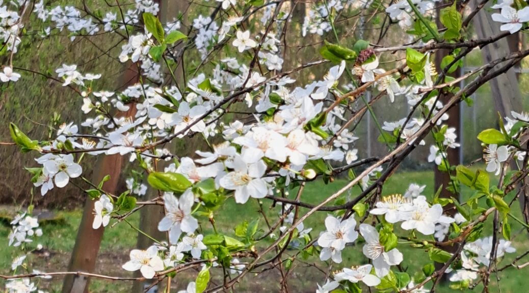 weiße Blüten an einem Baum