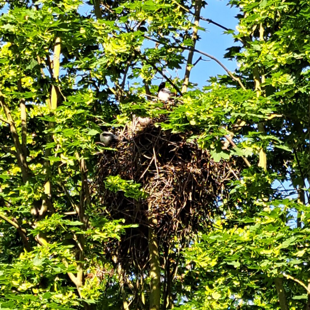 Elsternnest im grünen Baum