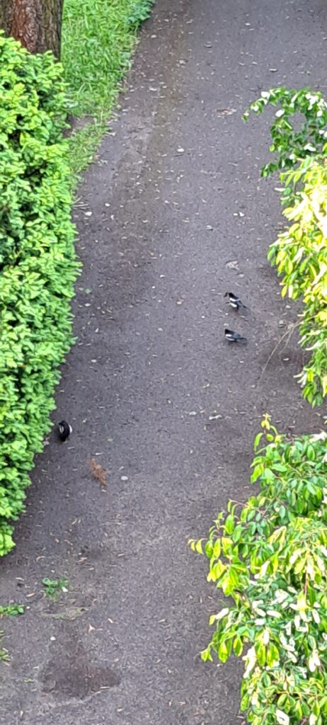3 Elsterküken aus  auf einem asphaltierten Weg