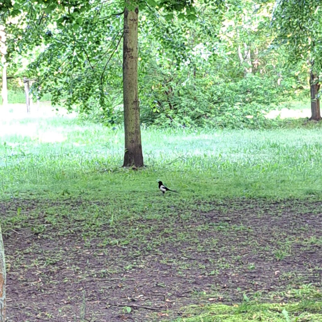 Elster sitzt auf einer Wiese unter einem Baum
